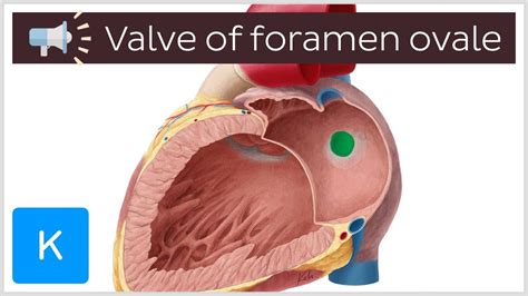 ovale pronunciation|foramen ovale definition.